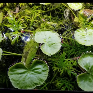 Hydrocotyle Leucocephala, Brazilian Pennywort, Floater, Background, Midground, Pearlingplants Freshwater Live Aquarium Plants EXTRA image 6