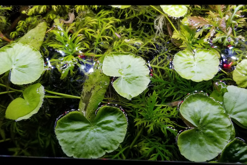 Hydrocotyle Leucocephala, Brazilian Pennywort, Floater, Background, Midground, Pearlingplants Freshwater Live Aquarium Plants EXTRA image 6