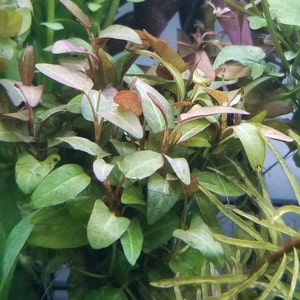 Persicaria sp, Porto Velho,   (Pearlingplants) Freshwater Live Aquarium Plants + EXTRA