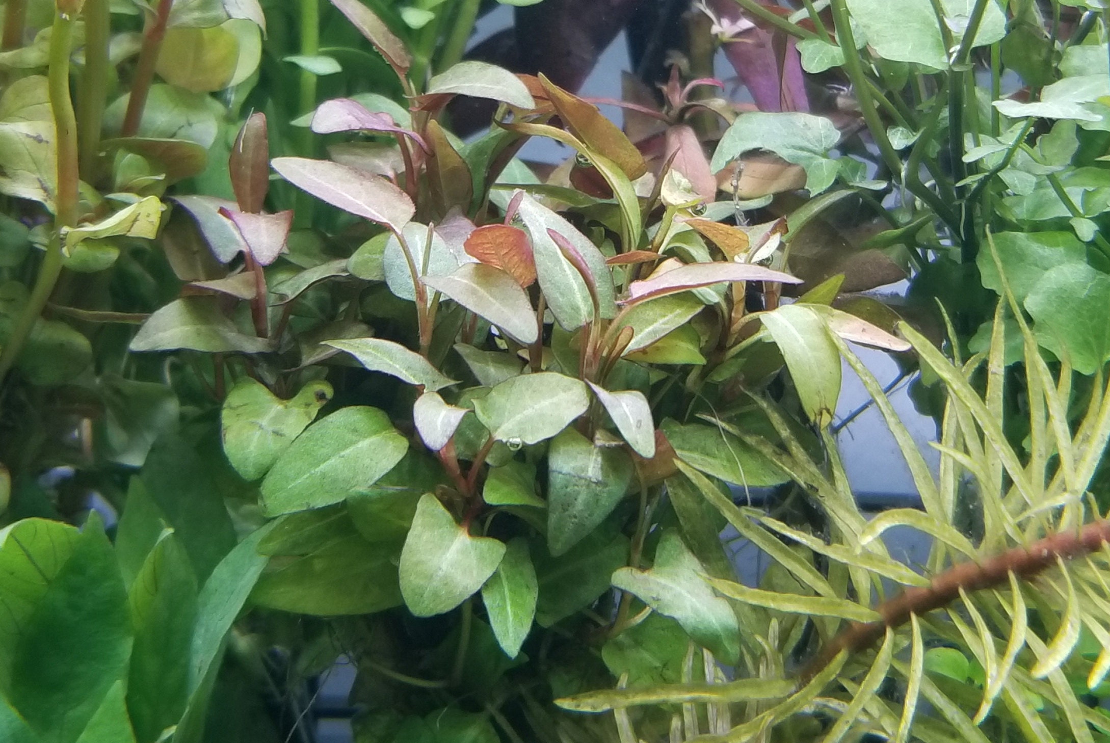 Persicaria orientalis