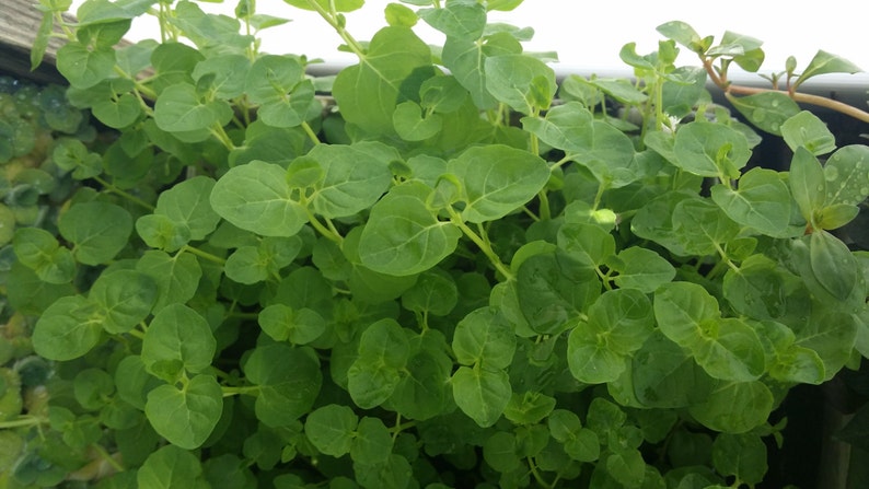 Clinopodium cf Brownei, Pearlingplants Freshwater Live Aquarium Plants EXTRA image 2