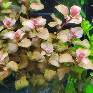 Ludwigia Ovalis Pink Rare, Background, Midground, Pearlingplants Freshwater Live Aquarium Plants EXTRA image 5