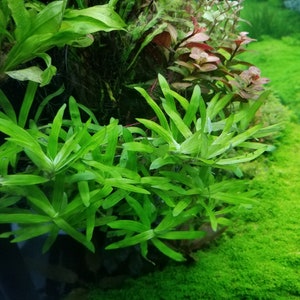 Heteranthera Zosterifolia, Stargrass, Background, Midground, Pearlingplants Freshwater Live Aquarium Plants EXTRA image 4