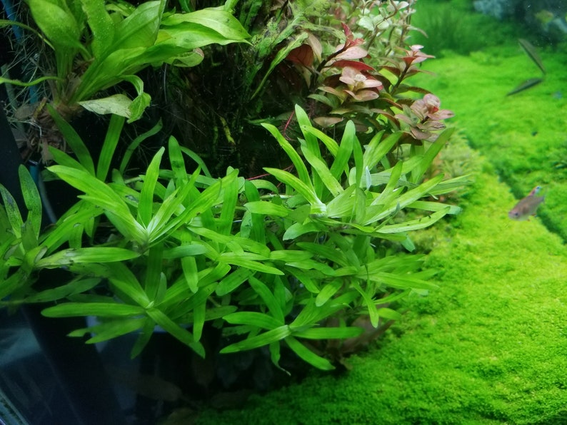 Heteranthera Zosterifolia, Stargrass, Background, Midground, Pearlingplants Freshwater Live Aquarium Plants EXTRA 画像 4