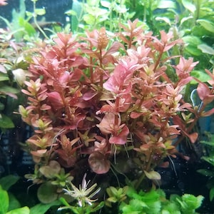 Rotala Variey 2, Midground, Background (Pearlingplants) Plantas vivas de acuario de agua dulce + EXTRA