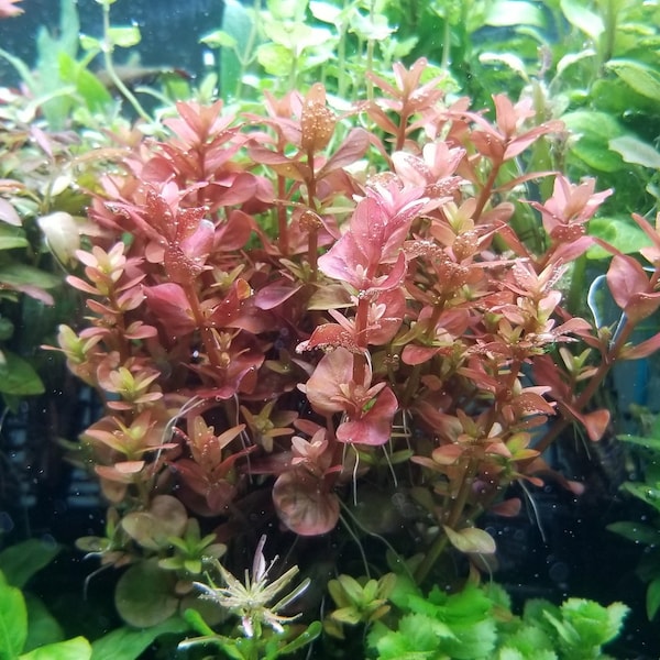 Rotala Variey 2,  Midground, Background  (Pearlingplants) Freshwater Live Aquarium Plants + EXTRA