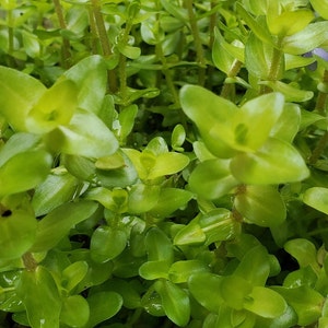 4 Kinds Rotala Variety 2, Ludwigia Repens x Arcuata, A. Reineckii Ocipus, Bacopa Sp. Colorata Pearlingplants Live Aquarium Plants image 7