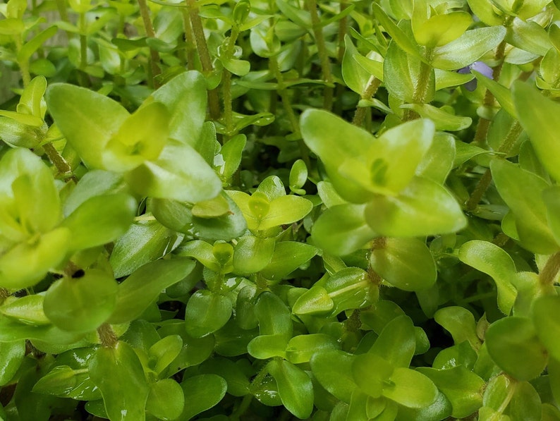 4 Kinds Rotala Variety 2, Ludwigia Repens x Arcuata, A. Reineckii Ocipus, Bacopa Sp. Colorata Pearlingplants Live Aquarium Plants image 7