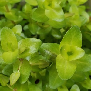 Bacopa Sp. Colorata, Midground, Background, Pearlingplants Freshwater Live Aquarium Plants EXTRA image 8