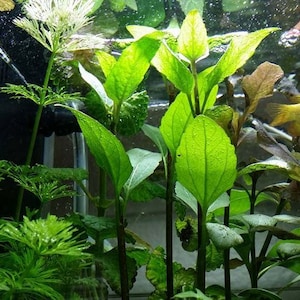 Acmella Repens, Background, Midground, (Pearlingplants) Freshwater Live Aquarium Plants + EXTRA