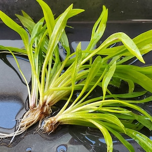 Helanthium Bolivianum with Roots, Background, Midground, Pearlingplants Freshwater Live Aquarium Plants EXTRA image 1