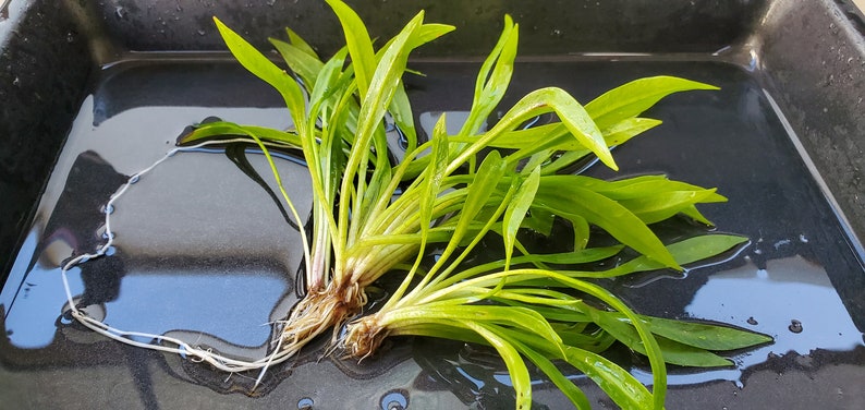 Helanthium Bolivianum with Roots, Background, Midground, Pearlingplants Freshwater Live Aquarium Plants EXTRA image 1