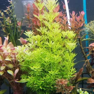 Limnophila Heterophylla, Purple Mudwort,  Background, Midground, (Pearlingplants) Freshwater Live Aquarium Plants + EXTRA