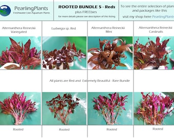 ROOTED BUNDLE 5, Fully Red with Roots, Bundles, Package, (Pearlingplants) Freshwater Live Aquarium Plants + EXTRA