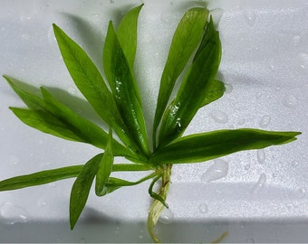 Helanthium Tenellum Parvulum with Roots, Background, Midground, (Pearlingplants) Freshwater Live Aquarium Plants + EXTRA