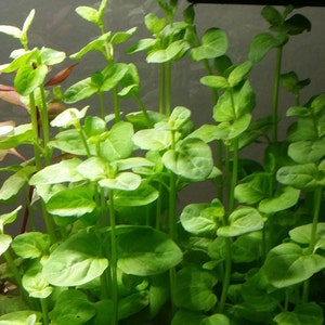 4 Kinds Hedyotis Salzmannii, Ludwigia Ovalis, Rotala Coin Leaf, Clinopodium cf Brownei Pearlingplants Live Aquarium Plants EXTRA image 8