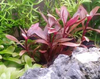 Alternanthera Reineckii Mini, Foreground, Midground, (Pearlingplants) Freshwater Live Aquarium Plants + EXTRA