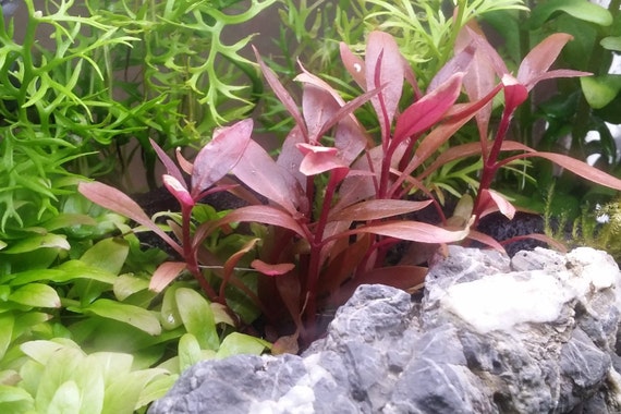 Alternanthera Reineckii Mini Freshwater Live Aquarium Plants Etsy