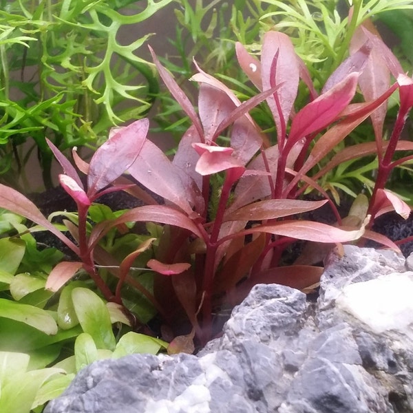 Alternanthera Reineckii Mini, Foreground, Midground, (Pearlingplants) Freshwater Live Aquarium Plants + EXTRA