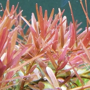 Rotala Sp Pink Ceylon,  Background, Midground,  (Pearlingplants) Freshwater Live Aquarium Plants + EXTRA