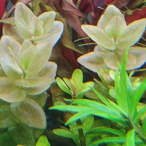 4 Kinds Rotala Variety 2, Ludwigia Repens x Arcuata, A. Reineckii Ocipus, Bacopa Sp. Colorata Pearlingplants Live Aquarium Plants image 8