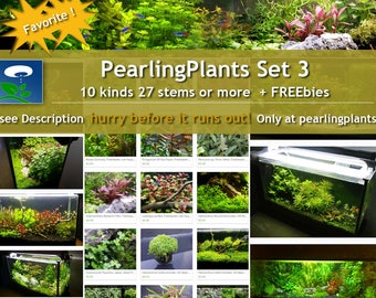 Set 3, 10 Kinds, Bundle, Package, (Pearlingplants) Freshwater Live Aquarium Plants + EXTRA