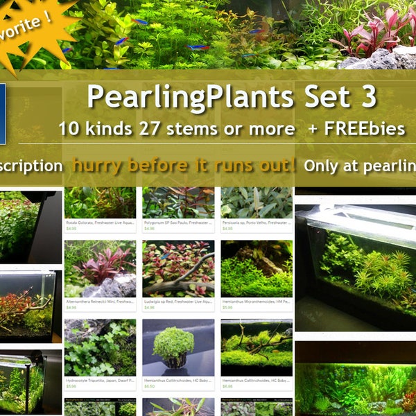 Set 3, 10 Kinds, Bundle, Package, (Pearlingplants) Freshwater Live Aquarium Plants + EXTRA