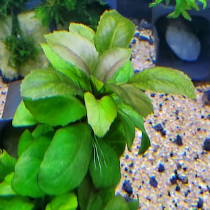 Rorippa Aquatica, Background (Pearlingplants) Freshwater Live Aquarium Plants + EXTRA