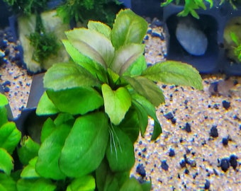 Rorippa Aquatica, Background (Pearlingplants) Freshwater Live Aquarium Plants + EXTRA