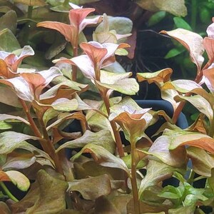 Ludwigia Ovalis Pink Rare, Background, Midground, Pearlingplants Freshwater Live Aquarium Plants EXTRA image 7