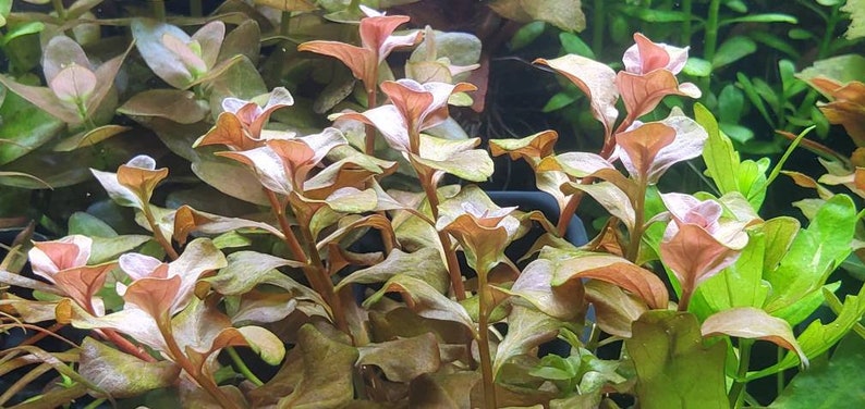 Ludwigia Ovalis Pink Rare, Background, Midground, Pearlingplants Freshwater Live Aquarium Plants EXTRA image 7