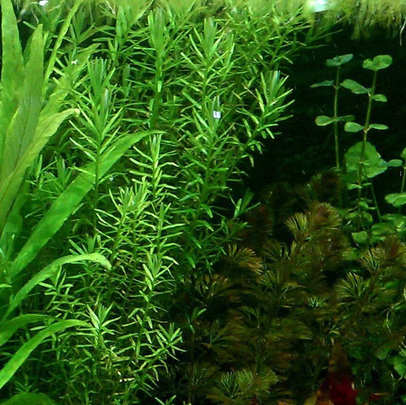 Rotala Sp Green, Freshwater Live Aquarium Plants, Background, Midground Pearlingplants Freshwater Live Aquarium Plants EXTRA image 8