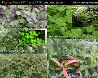 PearlingPlants SET 4, (Pearlingplants) Freshwater Live Aquarium Plants + EXTRA
