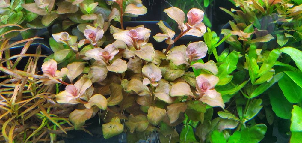 Elite Selection 3, Bundle, Package, pearlingplants Freshwater Live Aquarium  Plants, Plus EXTRA 