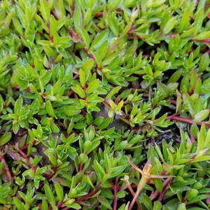 Ludwigia Arcuata, Red Needle Leaf, Background, Midground Pearlingplants Freshwater Live Aquarium Plants EXTRA image 6