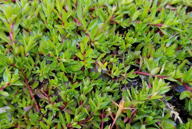 Ludwigia Arcuata, Red Needle Leaf, Background, Midground Pearlingplants Freshwater Live Aquarium Plants EXTRA image 6