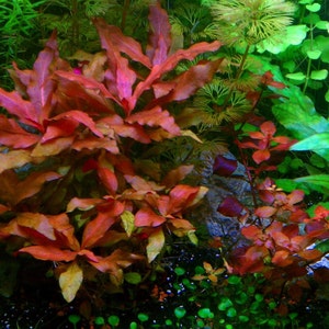 Alternanthera Reineckii, Telanthera Cardinalis, Background, Midground, Pearlingplants Freshwater Live Aquarium Plants EXTRA image 2