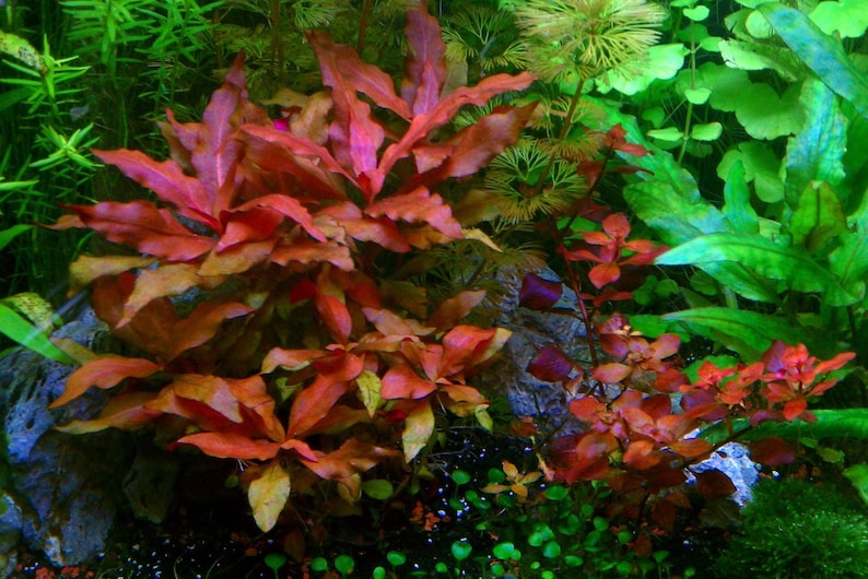 Alternanthera Reineckii, Telanthera Cardinalis, Hintergrund, Mittelgrund, Perlpflanzen lebende Süßwasseraquarienpflanzen EXTRA Bild 2
