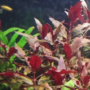 Alternanthera Reineckii, Telanthera Cardinalis, Fully Red and Rooted, Midground, Pearlingplants Freshwater Live Aquarium Plants EXTRA image 2