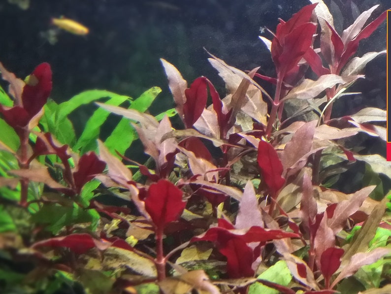 Alternanthera Reineckii, Telanthera Cardinalis, entièrement rouge et enracinée, milieu du sol, Pearlingplants Plantes d'aquarium vivantes d'eau douce EXTRA image 2