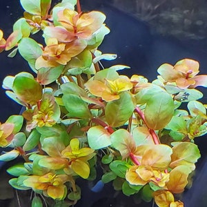 Orange Juice, Background/Midground, Freshwater Live Aquarium Plants + EXTRA
