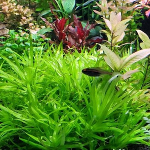 Heteranthera Zosterifolia, Stargrass, Background, Midground, Pearlingplants Freshwater Live Aquarium Plants EXTRA 画像 5