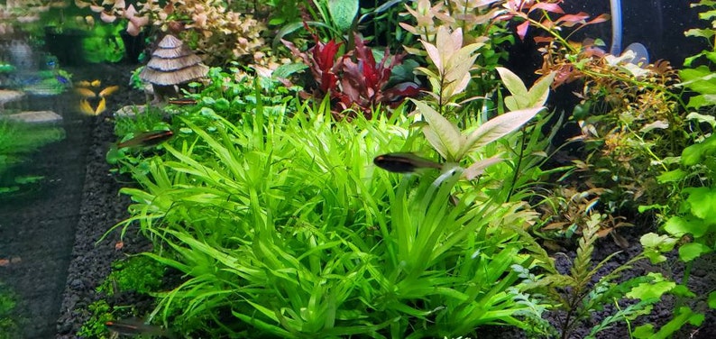 Heteranthera Zosterifolia, Stargrass, Background, Midground, Pearlingplants Freshwater Live Aquarium Plants EXTRA 画像 5