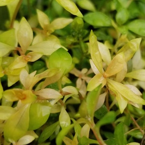 Ludwigia Repens x Arcuata, Background, Pearlingplants Freshwater Live Aquarium Plants EXTRA image 2