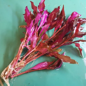 Alternanthera Reineckii, Telanthera Cardinalis, Fully Red and Rooted, Midground, (Pearlingplants) Freshwater Live Aquarium Plants + EXTRA