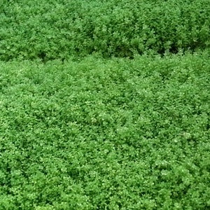 Hemianthus Callitrichoides, HC Baby Tears Dwarf, Foreground, Carpet, Pearlingplants Freshwater Live Aquarium Plants EXTRA image 6