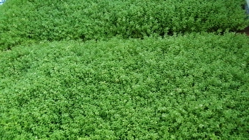 Hemianthus Callitrichoides, HC Baby Tears Dwarf, Foreground, Carpet, Pearlingplants Freshwater Live Aquarium Plants EXTRA image 6