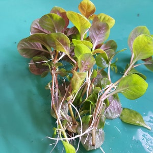 4 Kinds Hedyotis Salzmannii, Ludwigia Ovalis, Rotala Coin Leaf, Clinopodium cf Brownei Pearlingplants Live Aquarium Plants EXTRA image 4