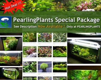 Special Package, 20 Kinds, Bundle (Pearlingplants) Freshwater Live Aquarium Plants + EXTRA