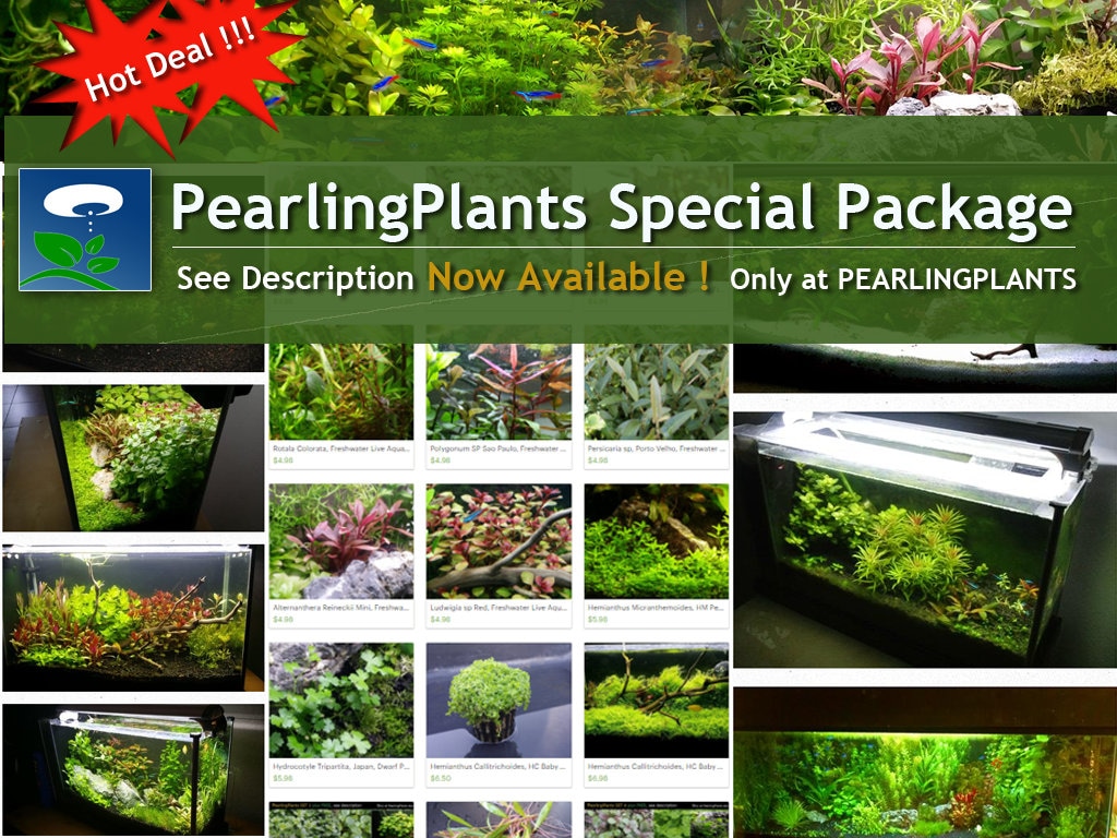 15 Species 115 Stems Assorted and Colorful Live Aquarium Plants Live  Aquatic Plants Package Free S/H 